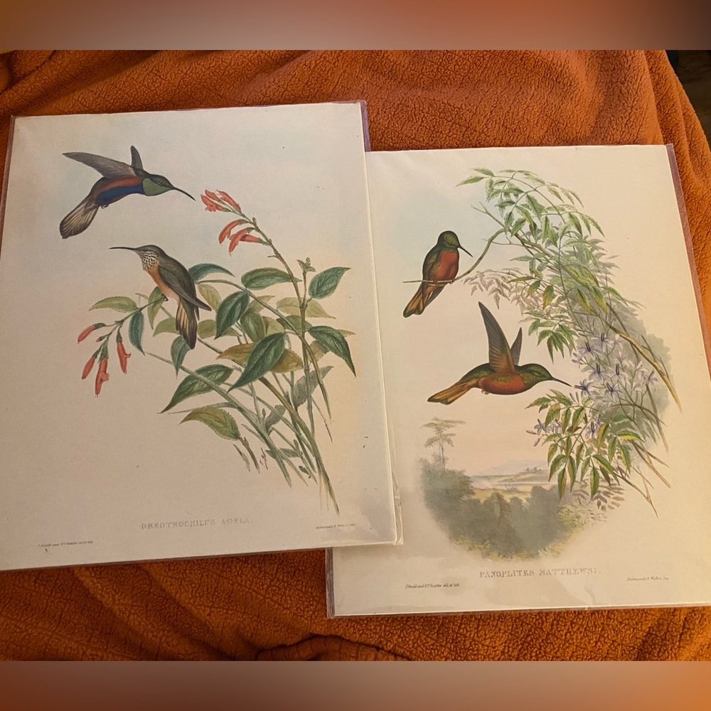 Vintage Bird Art 8x10